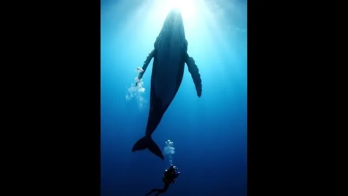 中文乱码卡一卡二新区 - 深蓝星球：探索海洋深处的未知世界